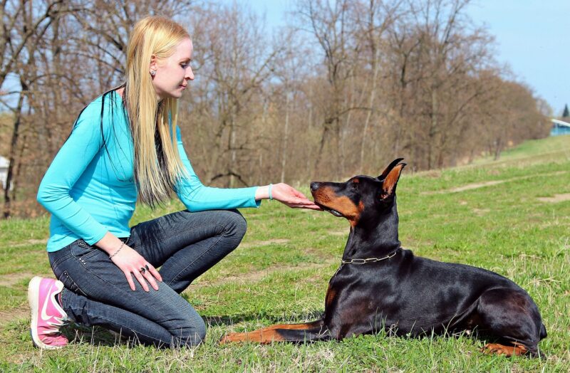 petsiter